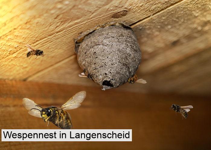 Wespennest in Langenscheid